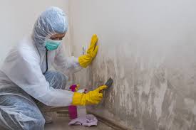 Best Biohazard Mold Removal  in Granger, TX